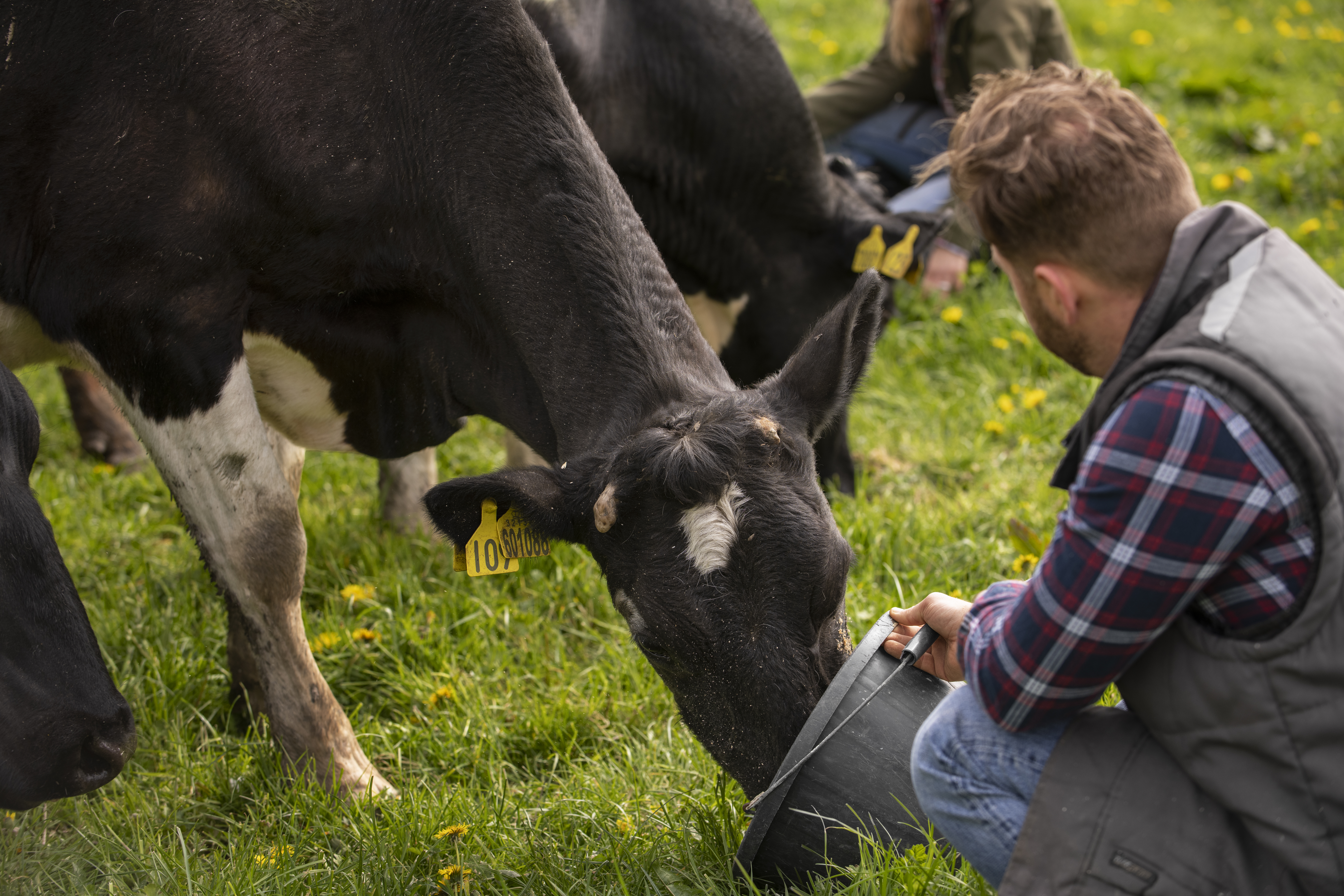Livestock Health